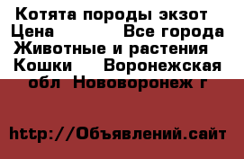Котята породы экзот › Цена ­ 7 000 - Все города Животные и растения » Кошки   . Воронежская обл.,Нововоронеж г.